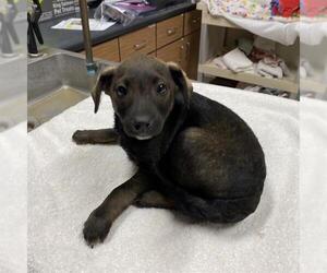 Staffordshire Bull Terrier-Unknown Mix Dogs for adoption in Modesto, CA, USA
