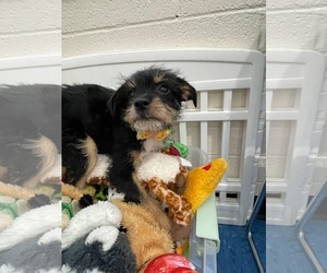 Mutt Dogs for adoption in Tempe , AZ, USA