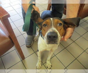 Treeing Walker Coonhound-Unknown Mix Dogs for adoption in Ocala, FL, USA