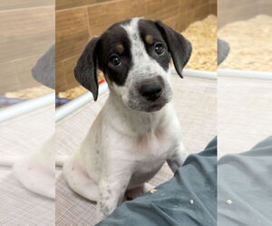 Labrador Retriever-Unknown Mix Dogs for adoption in Green Forest, AR, USA