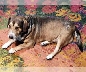 Bagle Hound Dogs for adoption in Deepwater, NJ, USA