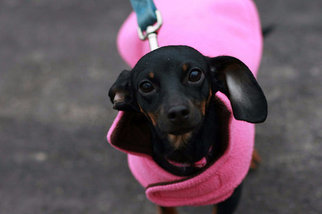 Chiweenie Dogs for adoption in Batavia, NY, USA