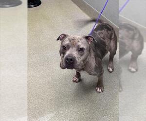 Mutt Dogs for adoption in Las Vegas, NV, USA