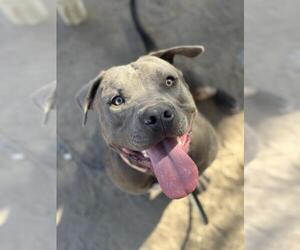 American Pit Bull Terrier Dogs for adoption in Santa Maria, CA, USA