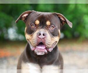 American Bulldog-Unknown Mix Dogs for adoption in Tavares, FL, USA