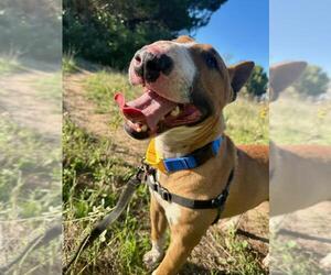Bull Terrier Dogs for adoption in Santa Maria, CA, USA