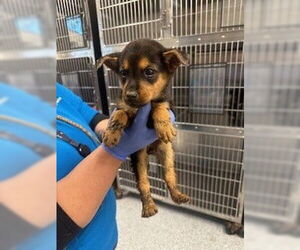 Medium Photo #1 German Shepherd Dog-Unknown Mix Puppy For Sale in Houston, TX, USA