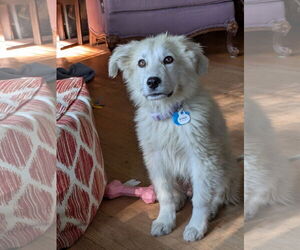 Great Pyrenees-Unknown Mix Dogs for adoption in Minneapolis, MN, USA