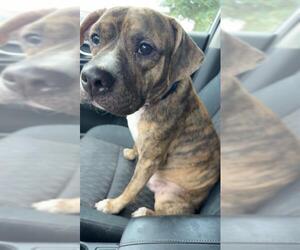 American Staffordshire Terrier Dogs for adoption in San Antonio, TX, USA
