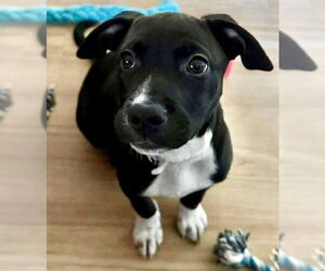 Chihuahua-Unknown Mix Dogs for adoption in St. Louis Park, MN, USA