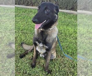 Mutt Dogs for adoption in Riverside, CA, USA