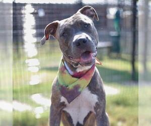 American Staffordshire Terrier-Unknown Mix Dogs for adoption in San Antonio, TX, USA