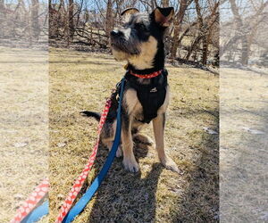 German Shepherd Dog-Unknown Mix Dogs for adoption in Princeton, MN, USA