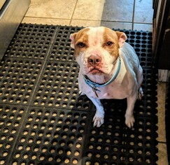 American Pit Bull Terrier-Unknown Mix Dogs for adoption in Evergreen, CO, USA