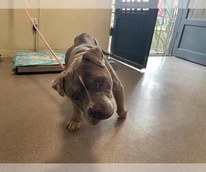 American Pit Bull Terrier Dogs for adoption in Pasadena, CA, USA