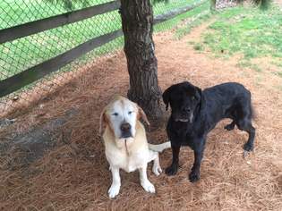 Labrador Retriever Dogs for adoption in Irwin, PA, USA