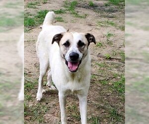 Anatolian Shepherd-Unknown Mix Dogs for adoption in Bend, OR, USA