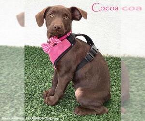 Chocolate Labrador retriever-Unknown Mix Dogs for adoption in San Diego, CA, USA