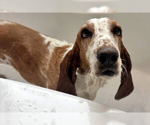 Basset Hound Dogs for adoption in Deepwater, NJ, USA