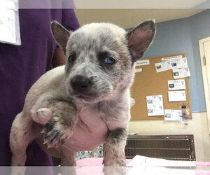 Siberian Husky-Unknown Mix Dogs for adoption in Riverside, CA, USA
