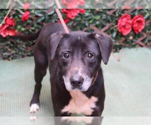 Labrador Retriever Dogs for adoption in Charlotte, NC, USA