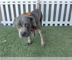 American Pit Bull Terrier-Unknown Mix Dogs for adoption in Modesto, CA, USA