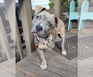 Mutt Dogs for adoption in Minneapolis, MN, USA