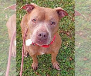 American Staffordshire Terrier Dogs for adoption in Fort Lauderdale, FL, USA