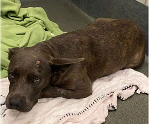 American Staffordshire Terrier-Unknown Mix Dogs for adoption in San Antonio, TX, USA