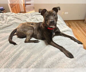 Mutt Dogs for adoption in Plainfield, IL, USA