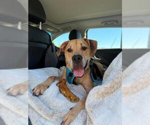 Labrador Retriever-Unknown Mix Dogs for adoption in Charlotte, NC, USA
