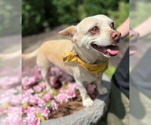 Chihuahua-Unknown Mix Dogs for adoption in Warrenton, VA, USA