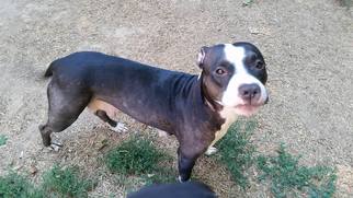 American Staffordshire Terrier Dogs for adoption in Perry, NY, USA