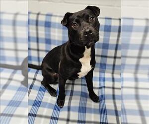 Labrador Retriever Dogs for adoption in Grovetown, GA, USA
