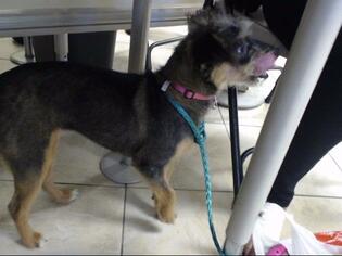 Medium Photo #1 Border Terrier-Miniature Schnauzer Mix Puppy For Sale in Houston, TX, USA