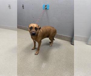 Rhodesian Ridgeback-Unknown Mix Dogs for adoption in Las Vegas, NV, USA