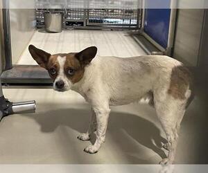 Chihuahua-Unknown Mix Dogs for adoption in Bakersfield, CA, USA