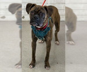 Boxer Dogs for adoption in San Bernardino, CA, USA