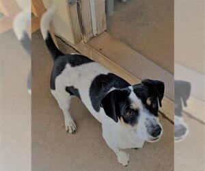 Jack Russell Terrier Dogs for adoption in Apple Valley, CA, USA