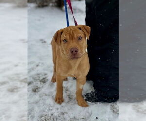 Mastiff Dogs for adoption in Vaughan, Ontario, Canada