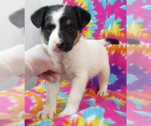 Medium Photo #1 English Springer Spaniel-Unknown Mix Puppy For Sale in Morton Grove, IL, USA