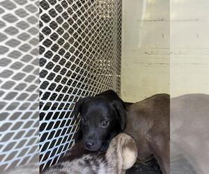 Catahoula Leopard Dog-Unknown Mix Dogs for adoption in Bakersfield, CA, USA