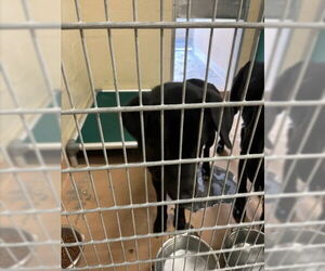 Labrador Retriever-Unknown Mix Dogs for adoption in Texas City, TX, USA