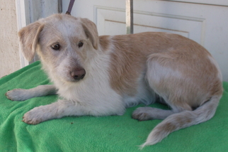 Mutt Dogs for adoption in Birch Tree, MO, USA