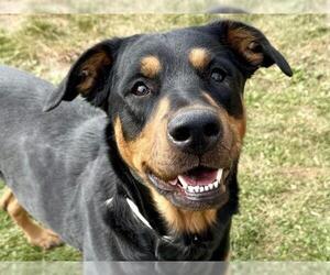 Labrador Retriever-Rhodesian Ridgeback Mix Dogs for adoption in Pueblo, CO, USA