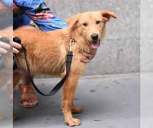 Golden Retriever-Unknown Mix Dogs for adoption in Woodside, NY, USA