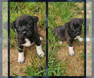American Pit Bull Terrier-Unknown Mix Dogs for adoption in Blacksburg, SC, USA
