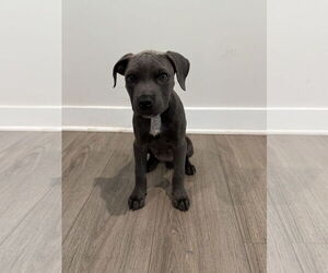 Mutt Dogs for adoption in Greenville, SC, USA