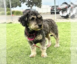 Poodle (Miniature) Dogs for adoption in Camarillo, CA, USA