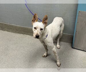 Mutt Dogs for adoption in Las Vegas, NV, USA